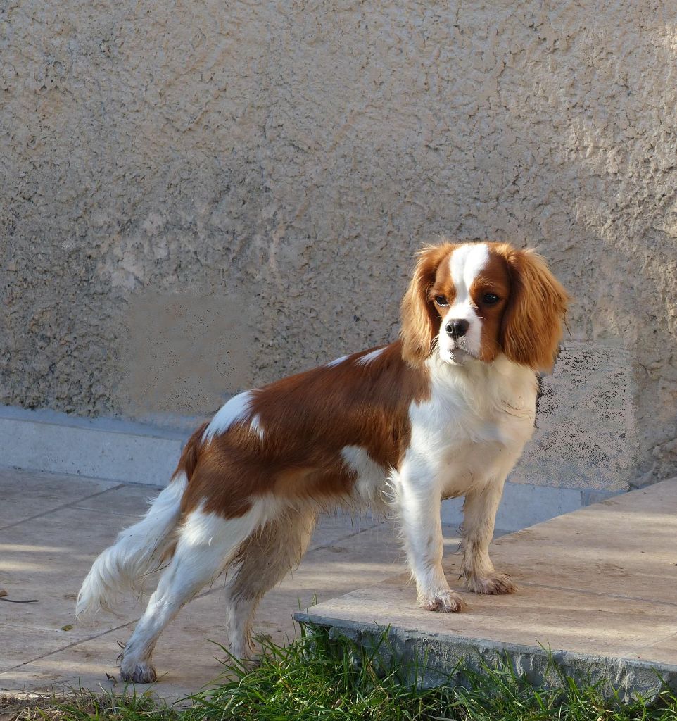 Orangette du clan des Boulapat