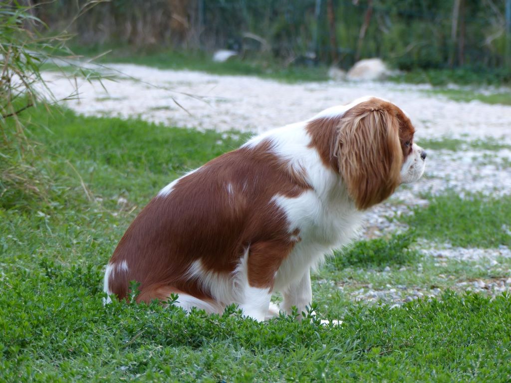 Petronille du clan des Boulapat