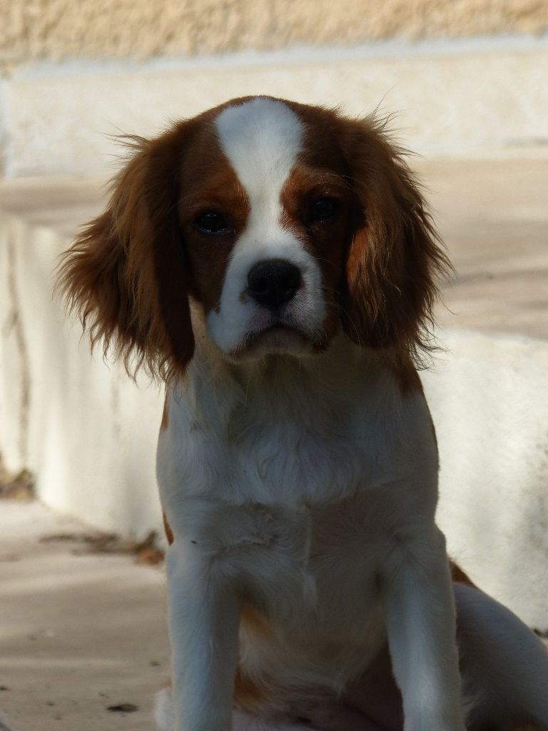 Orangette du clan des Boulapat