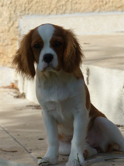 Orangette du clan des Boulapat