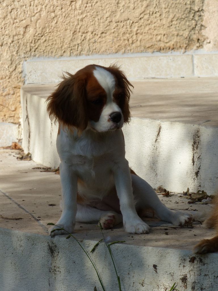 Orangette du clan des Boulapat