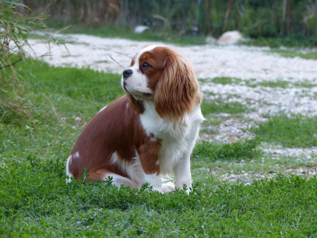 Petronille du clan des Boulapat