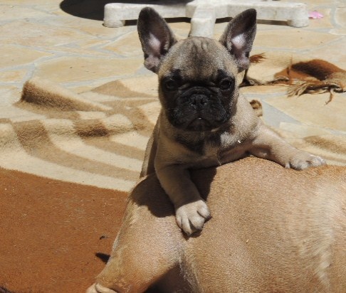 chiot Bouledogue français du clan des Boulapat