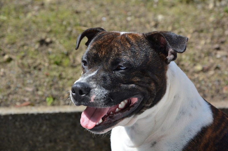 du clan des Boulapat - Staffordshire Bull Terrier - Portée née le 16/03/2013