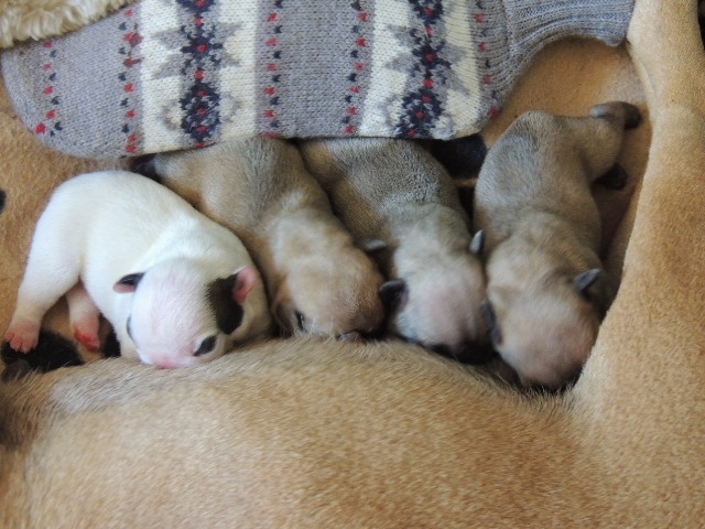 chiot Bouledogue français du clan des Boulapat