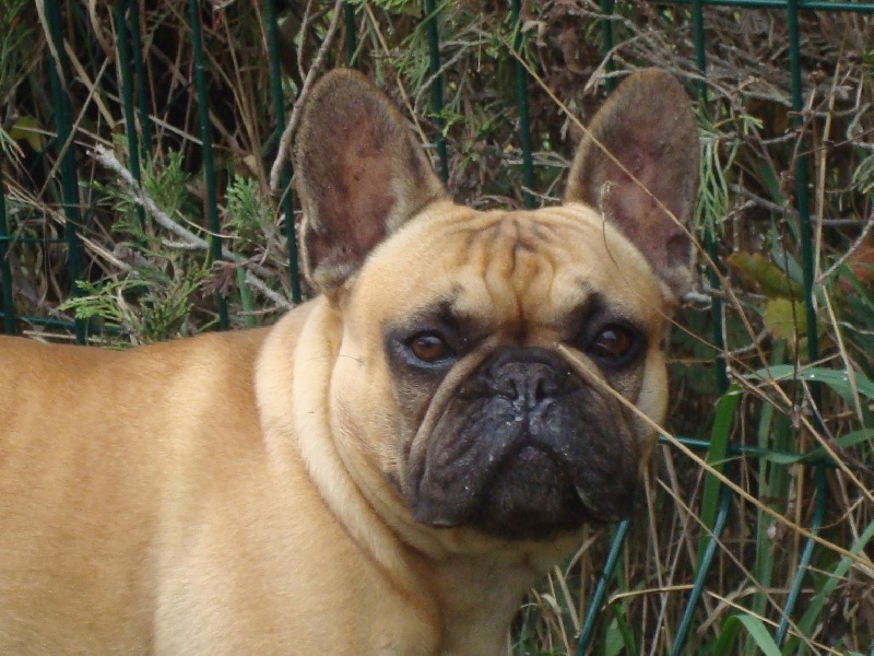 Bailey du Mont D'Azur