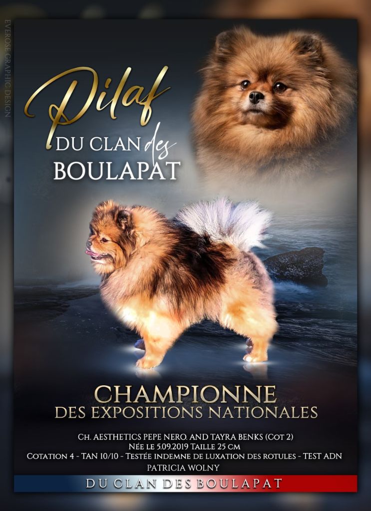 CH. Pilaf du clan des Boulapat