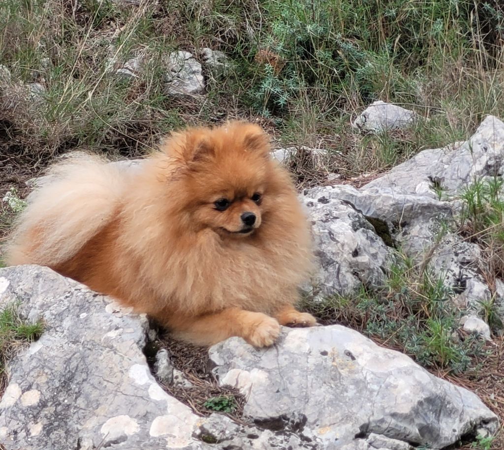 Berta (dite speedy) iz doma ayupovyh