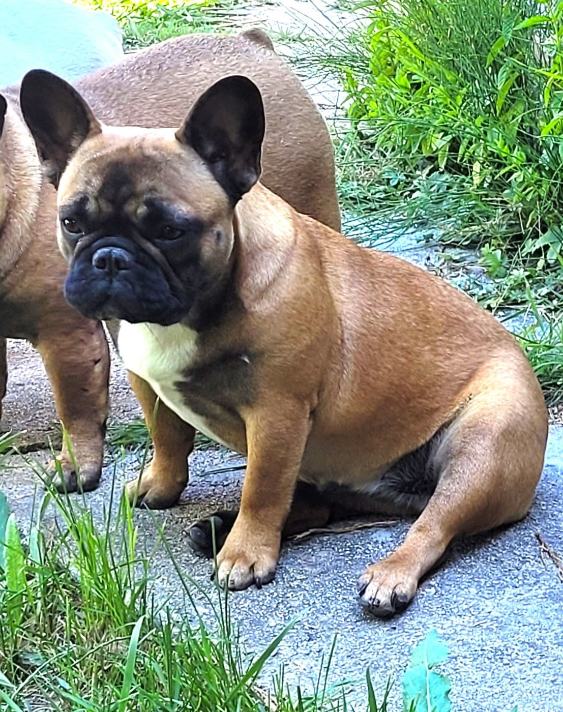 BIENTOT SAILLIE à l'élevage