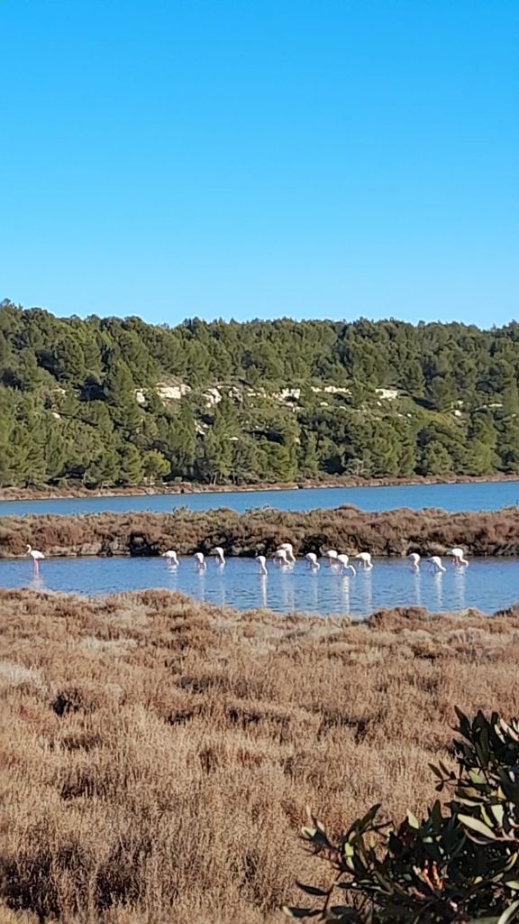 Superbe Balade dans la petite Camargue : 29.1.22