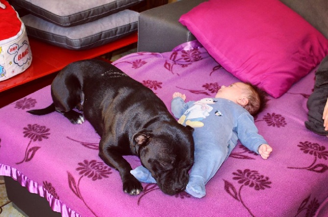 du clan des Boulapat - NANY DOG !!!!!!  NALA et MATHYS