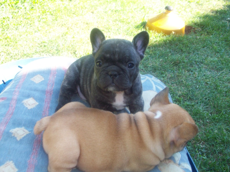 2- Les chiots 1 mois et + nés en Juin 2009