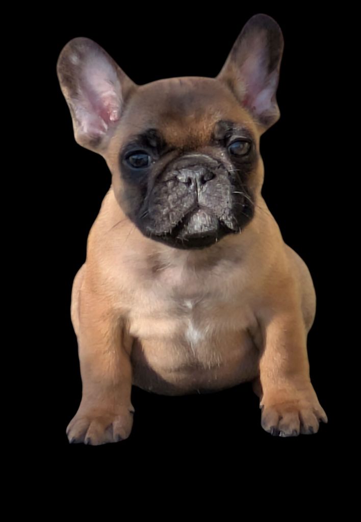 du clan des Boulapat - Chiots disponibles - Bouledogue français