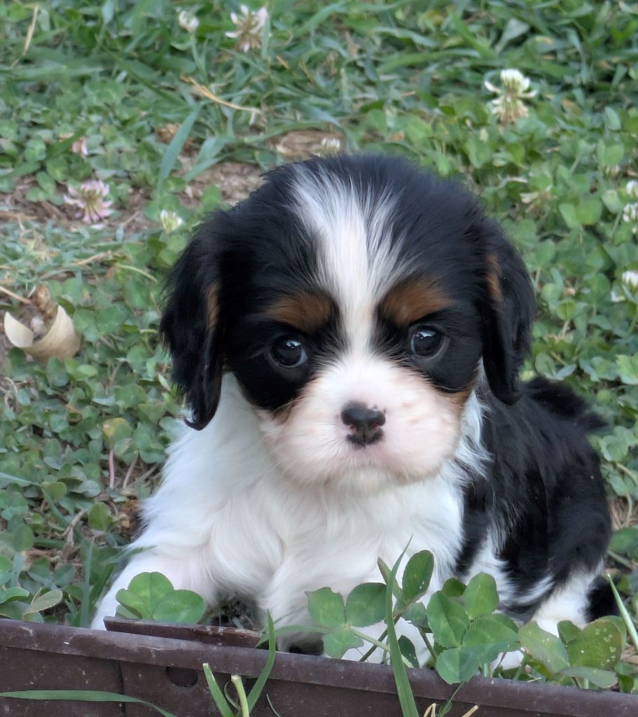 du clan des Boulapat - Chiots disponibles - Cavalier King Charles Spaniel