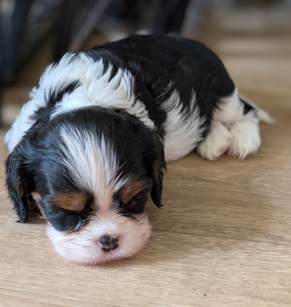 du clan des Boulapat - Chiots disponibles - Cavalier King Charles Spaniel