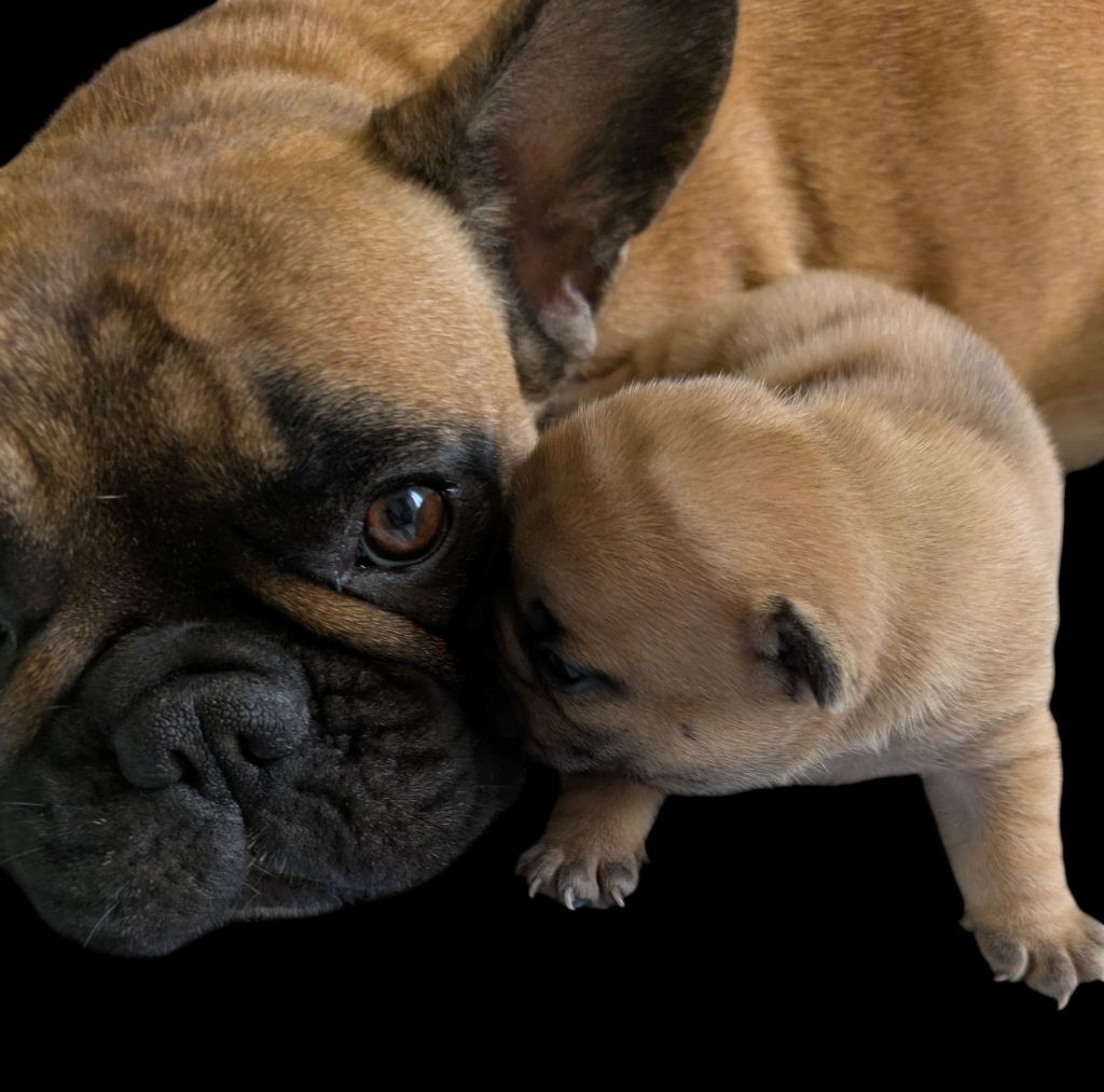 du clan des Boulapat - Chiots disponibles - Bouledogue français