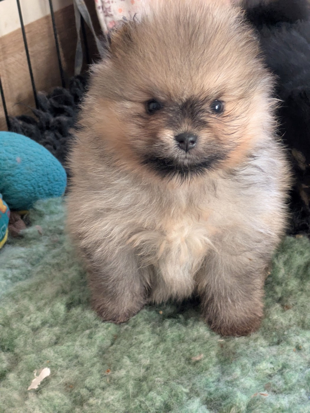 du clan des Boulapat - Chiots disponibles - Spitz allemand