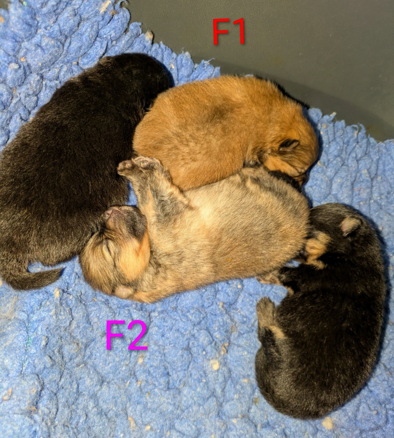 du clan des Boulapat - Chiots disponibles - Spitz allemand