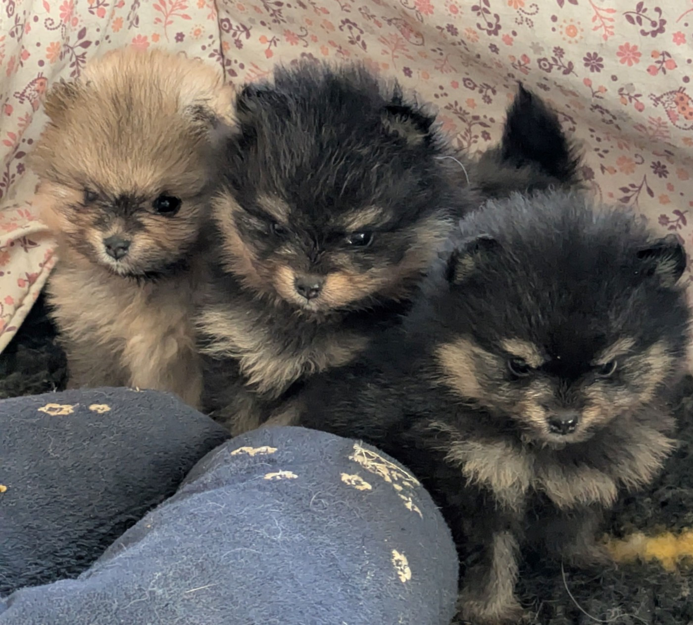 du clan des Boulapat - Chiots disponibles - Spitz allemand