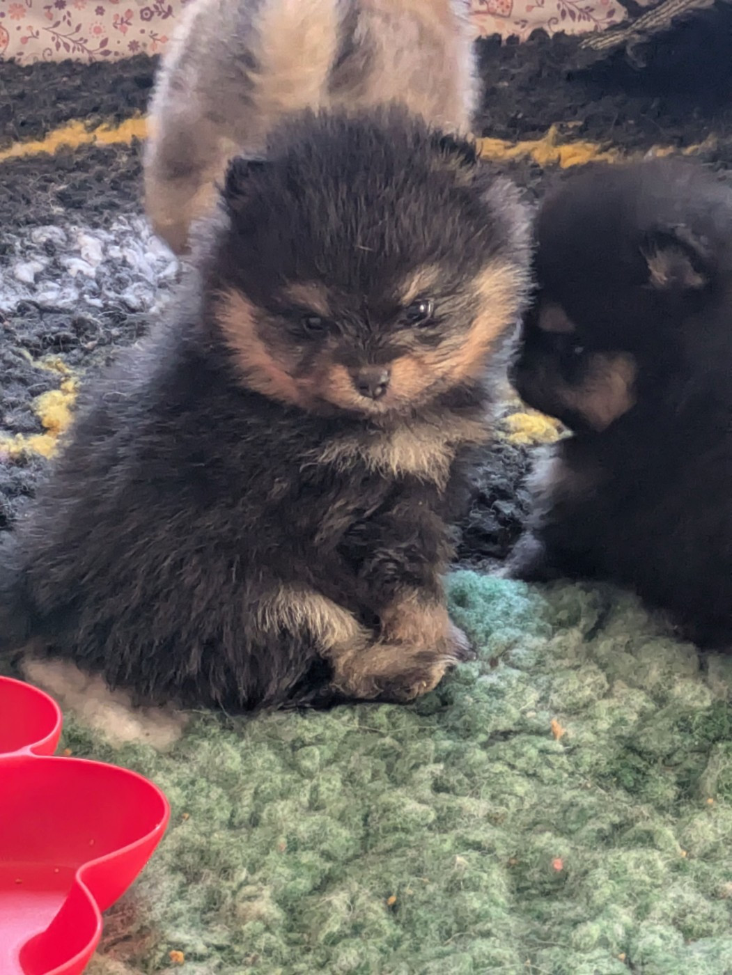 du clan des Boulapat - Chiots disponibles - Spitz allemand