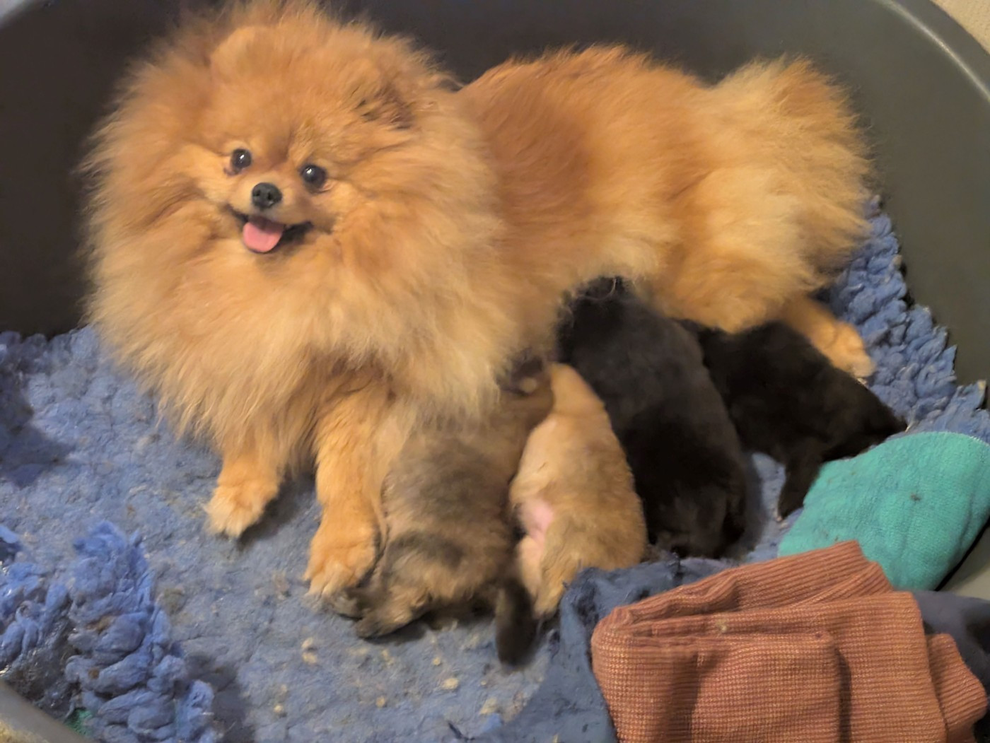 Chiot Spitz allemand du clan des Boulapat