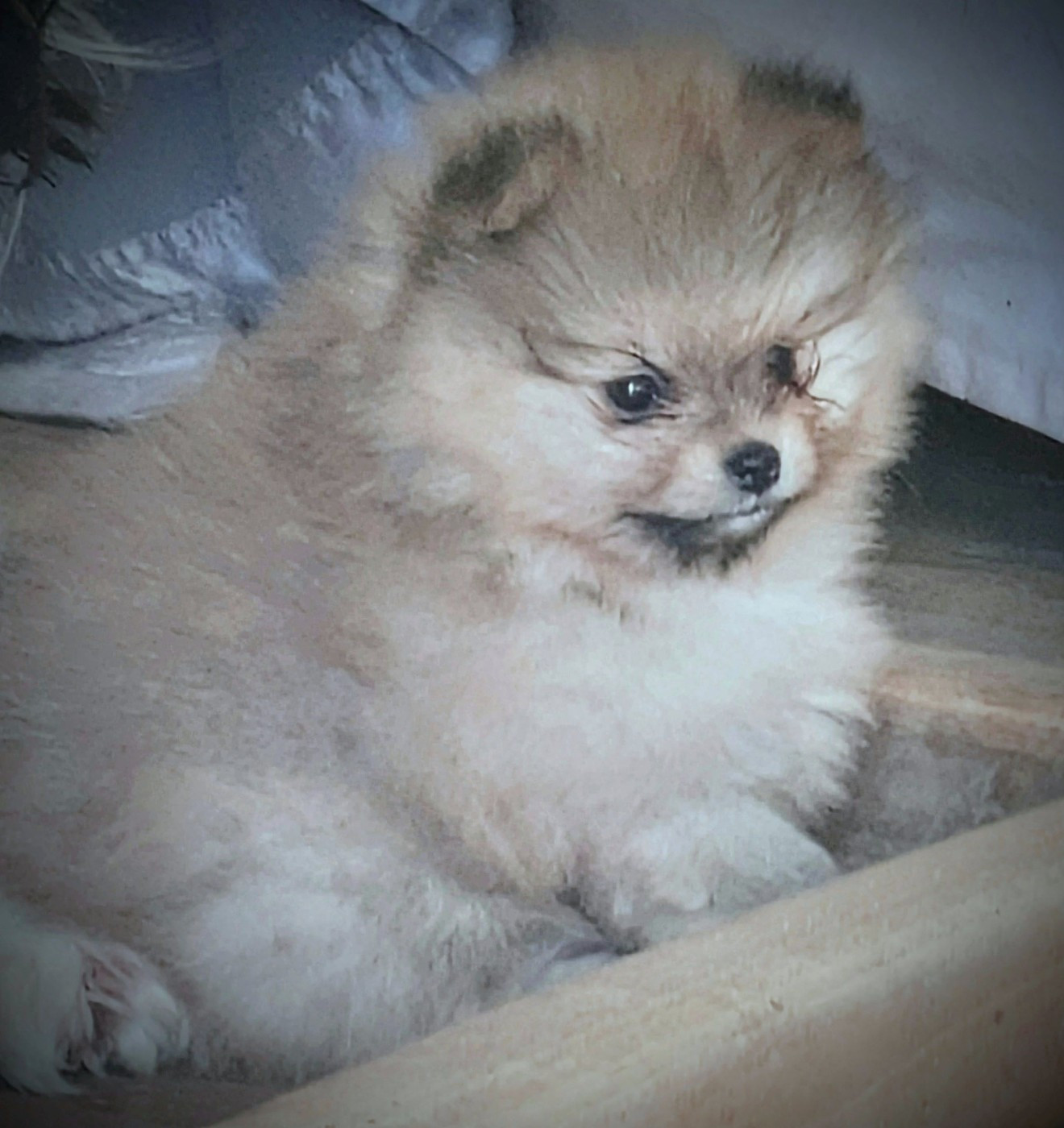 du clan des Boulapat - Chiots disponibles - Spitz allemand