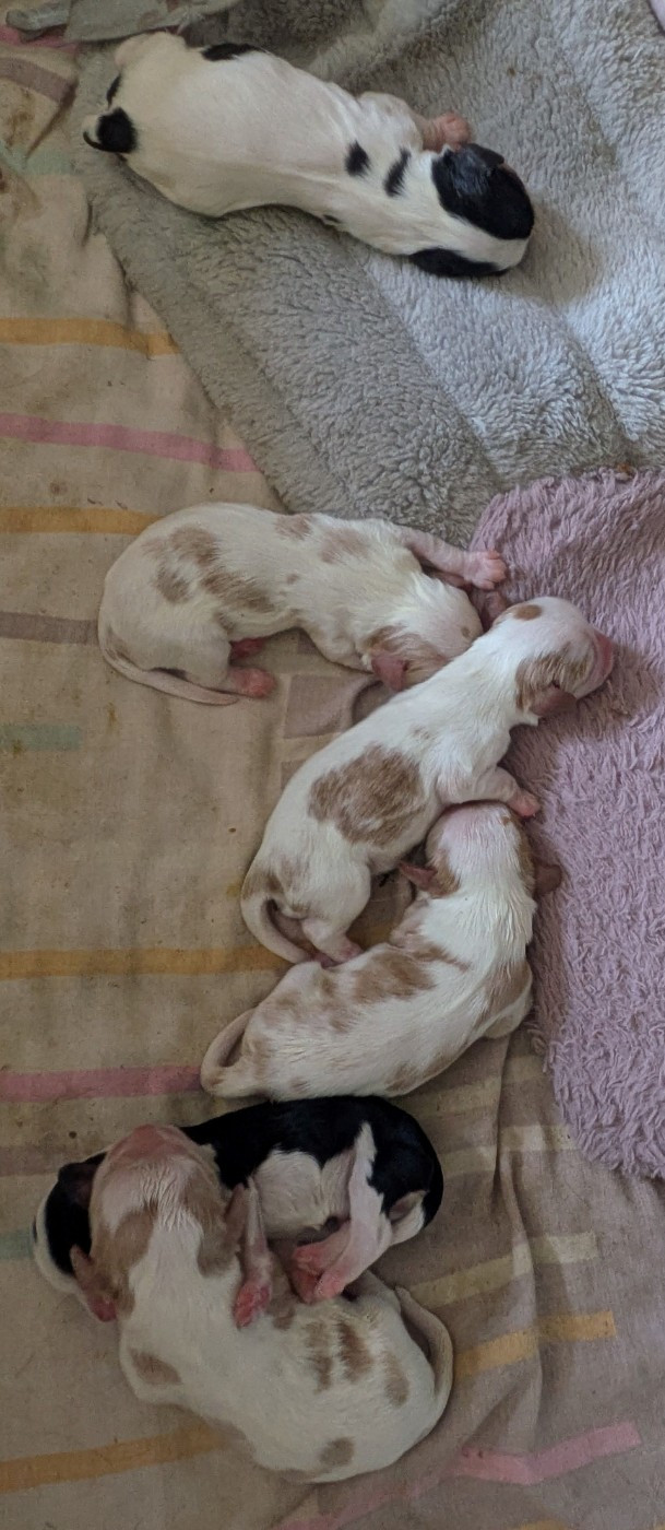 du clan des Boulapat - Chiots disponibles - Cavalier King Charles Spaniel