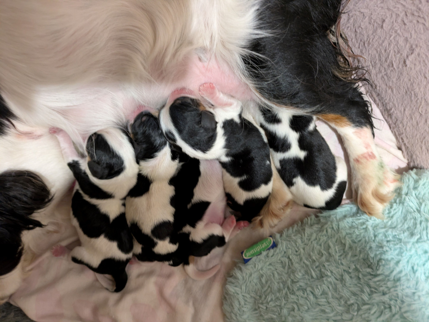 Chiot Cavalier King Charles Spaniel du clan des Boulapat