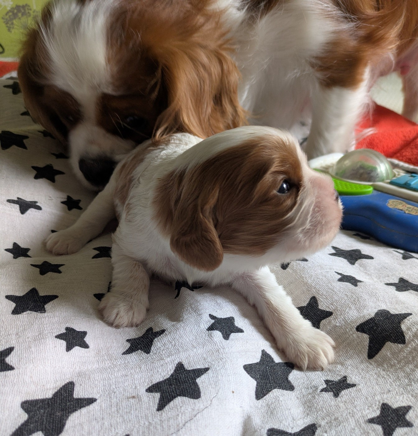 du clan des Boulapat - Chiots disponibles - Cavalier King Charles Spaniel