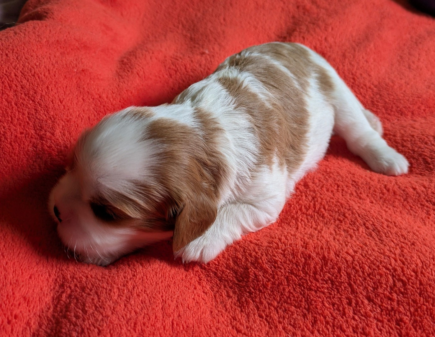 du clan des Boulapat - Chiots disponibles - Cavalier King Charles Spaniel
