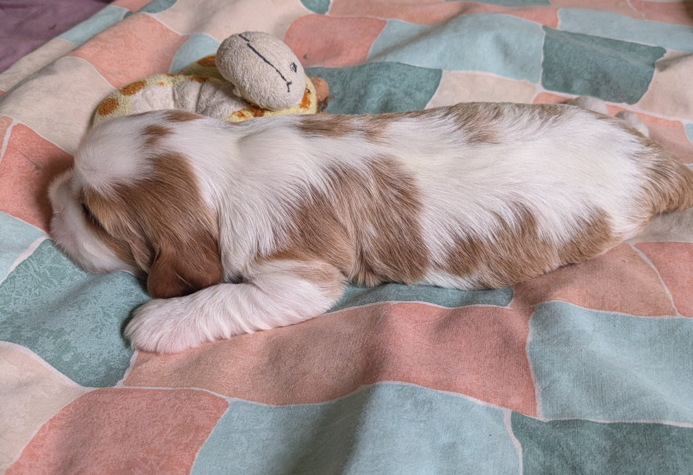du clan des Boulapat - Chiots disponibles - Cavalier King Charles Spaniel