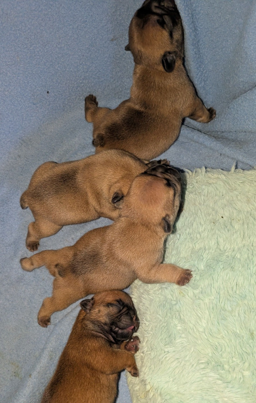 du clan des Boulapat - Chiots disponibles - Bouledogue français
