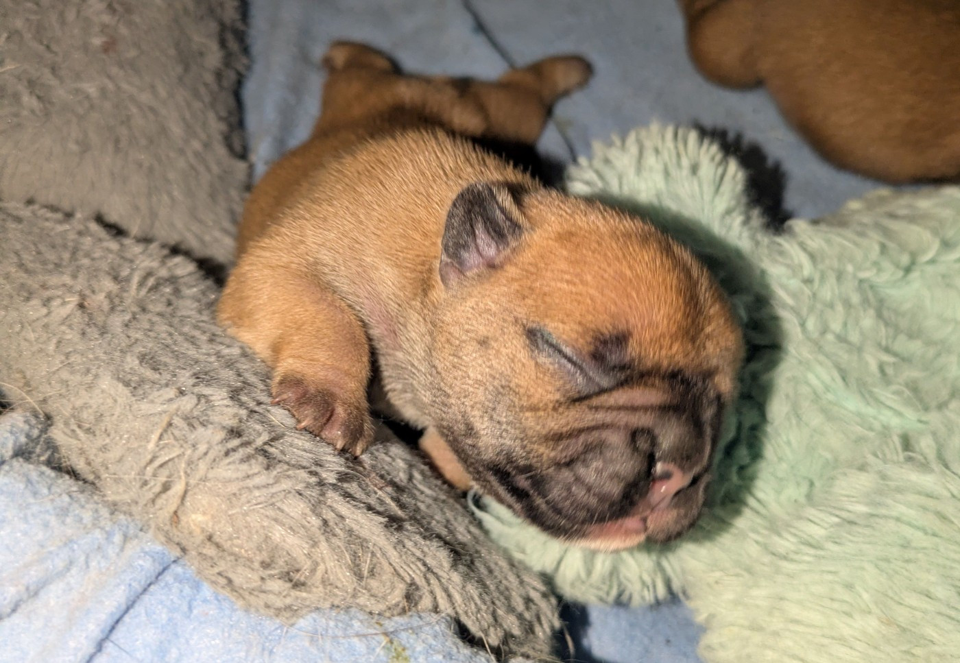 du clan des Boulapat - Chiots disponibles - Bouledogue français