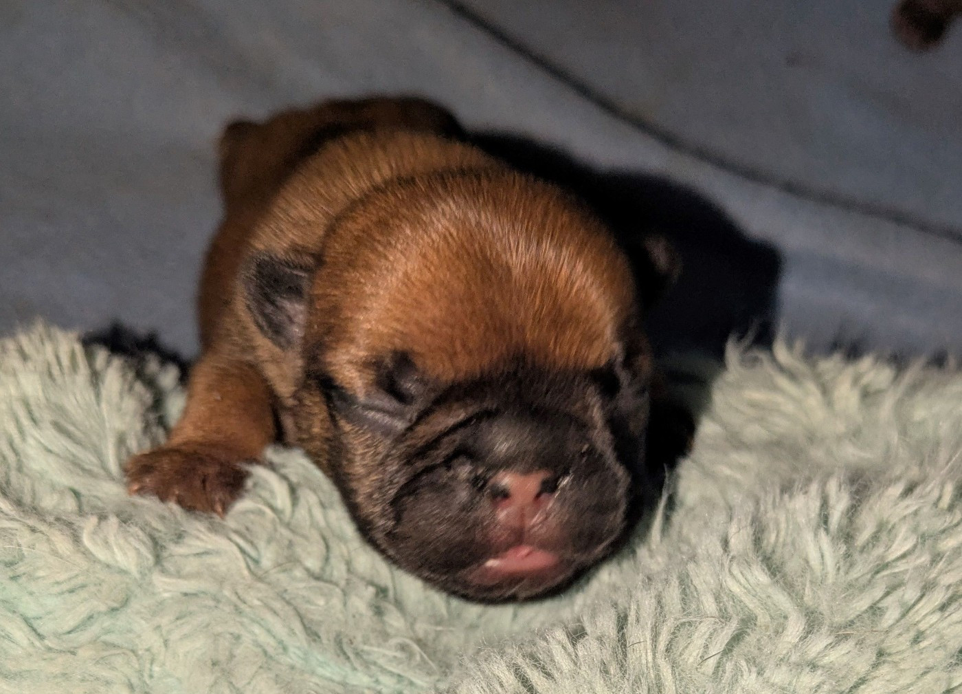 du clan des Boulapat - Chiots disponibles - Bouledogue français