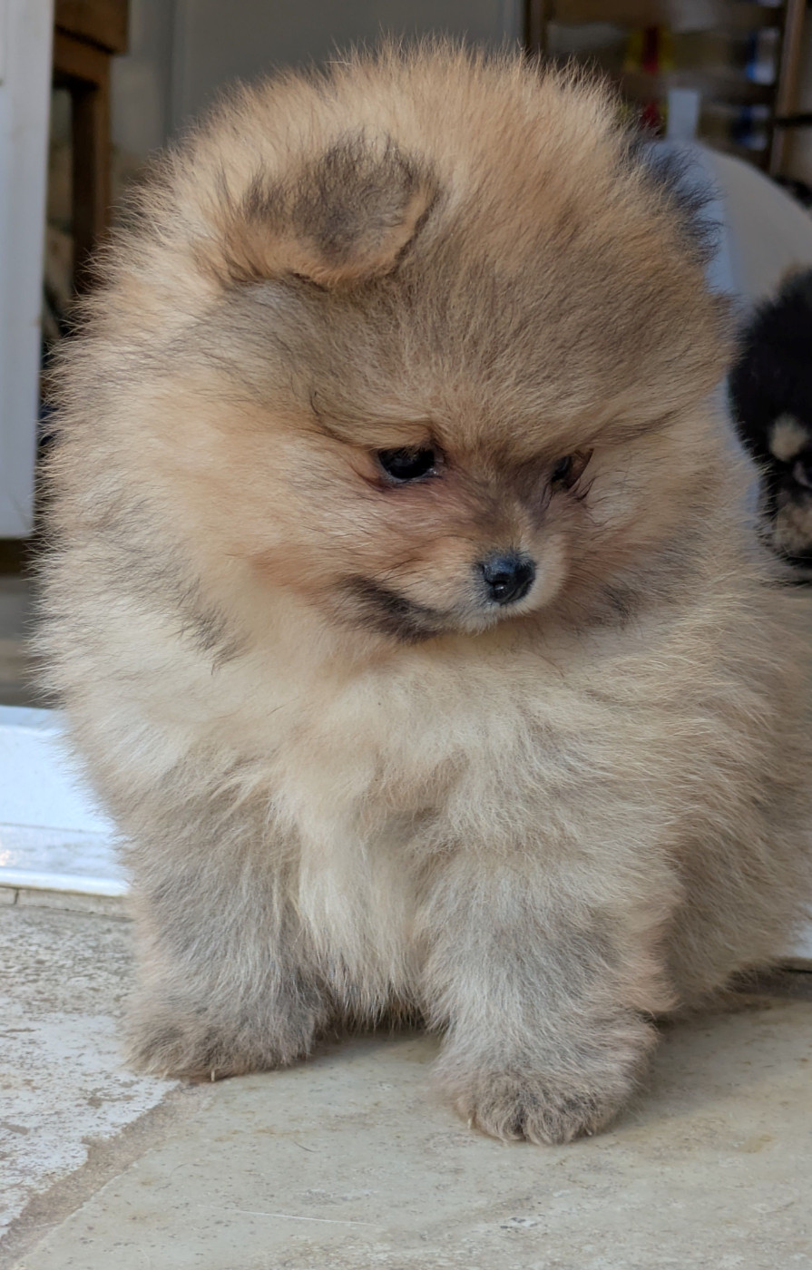 du clan des Boulapat - Chiots disponibles - Spitz allemand