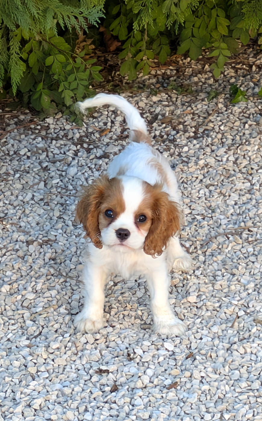 du clan des Boulapat - Chiots disponibles - Cavalier King Charles Spaniel