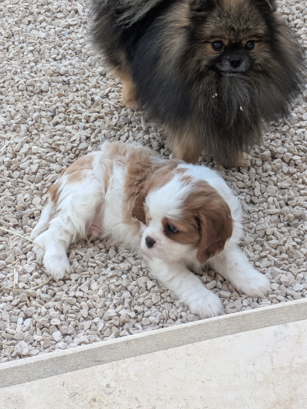 du clan des Boulapat - Chiots disponibles - Cavalier King Charles Spaniel