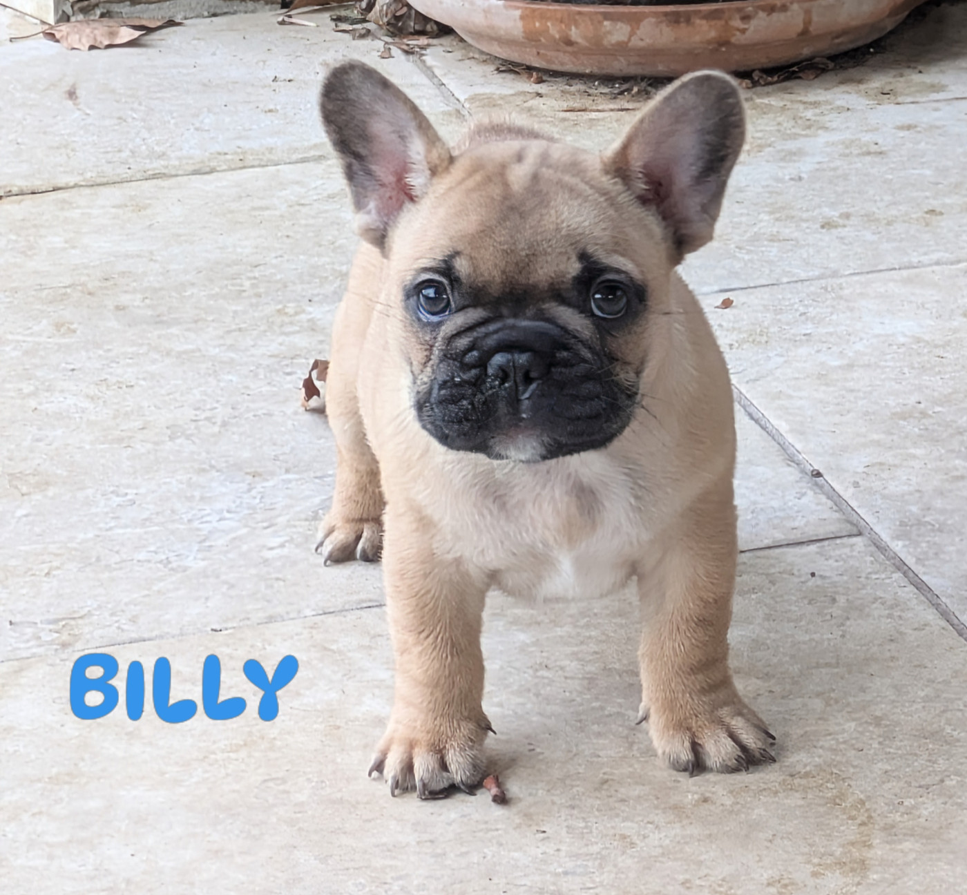 du clan des Boulapat - Chiots disponibles - Bouledogue français
