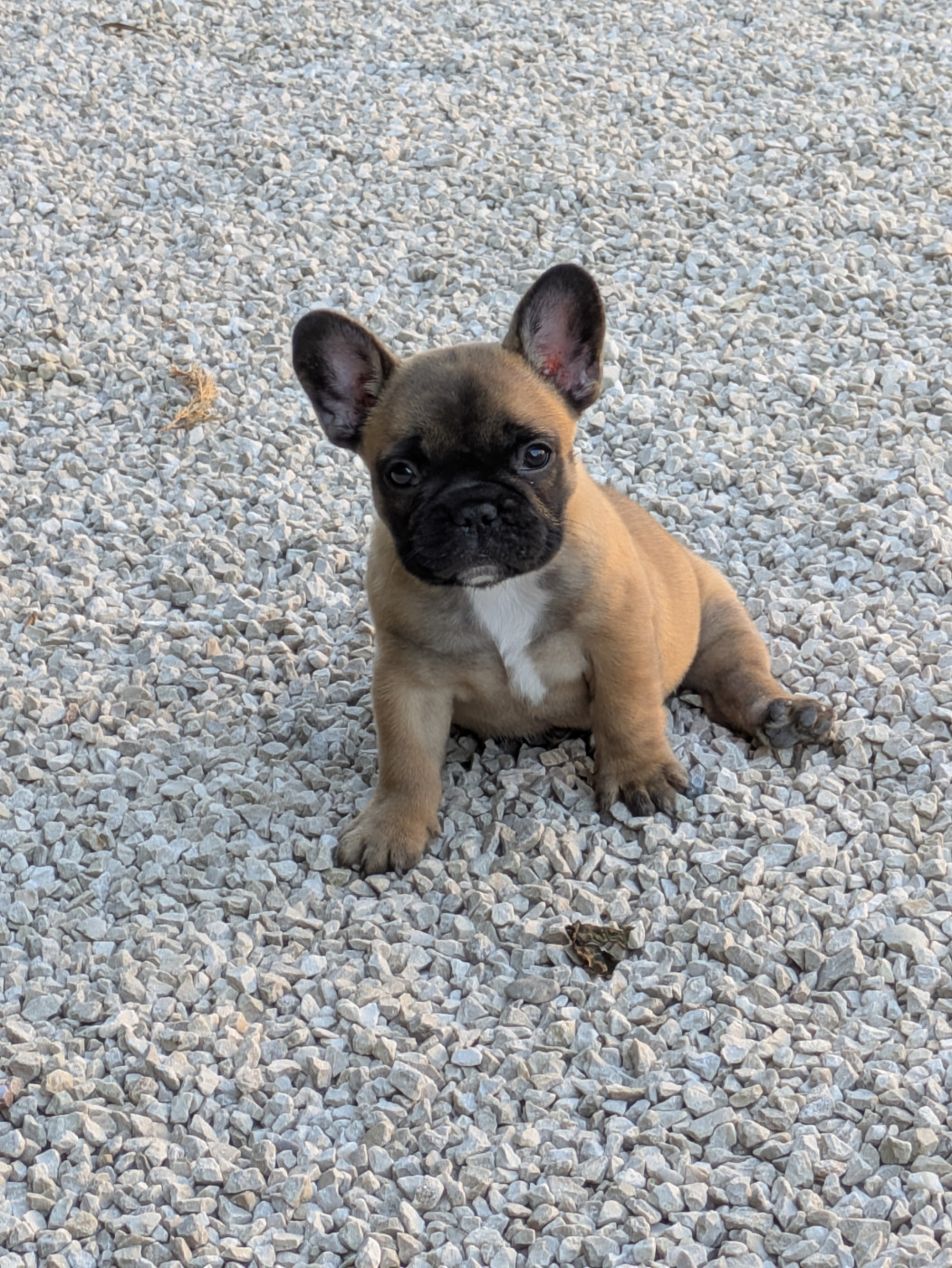 du clan des Boulapat - Chiots disponibles - Bouledogue français