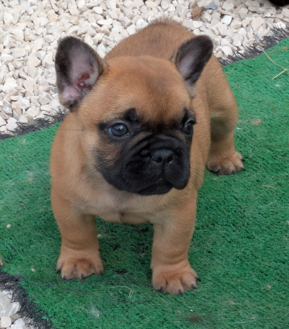du clan des Boulapat - Chiots disponibles - Bouledogue français