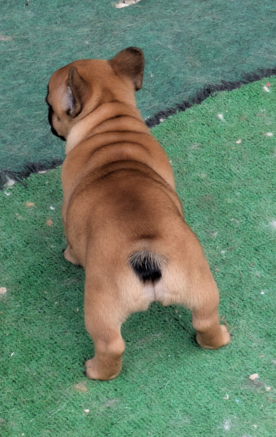 du clan des Boulapat - Chiots disponibles - Bouledogue français