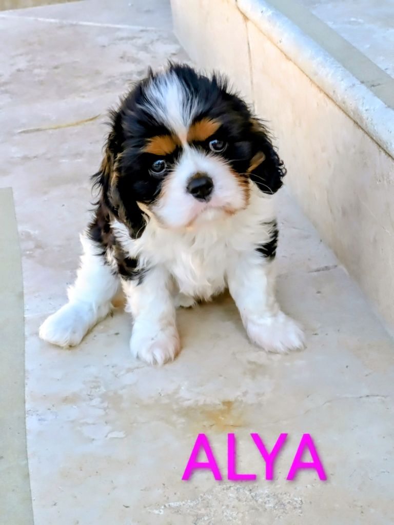 du clan des Boulapat - Chiots disponibles - Cavalier King Charles Spaniel