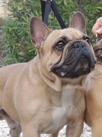 du clan des Boulapat - Bouledogue français - Portée née le 29/03/2012