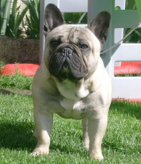 du clan des Boulapat - Bouledogue français - Portée née le 08/01/2011