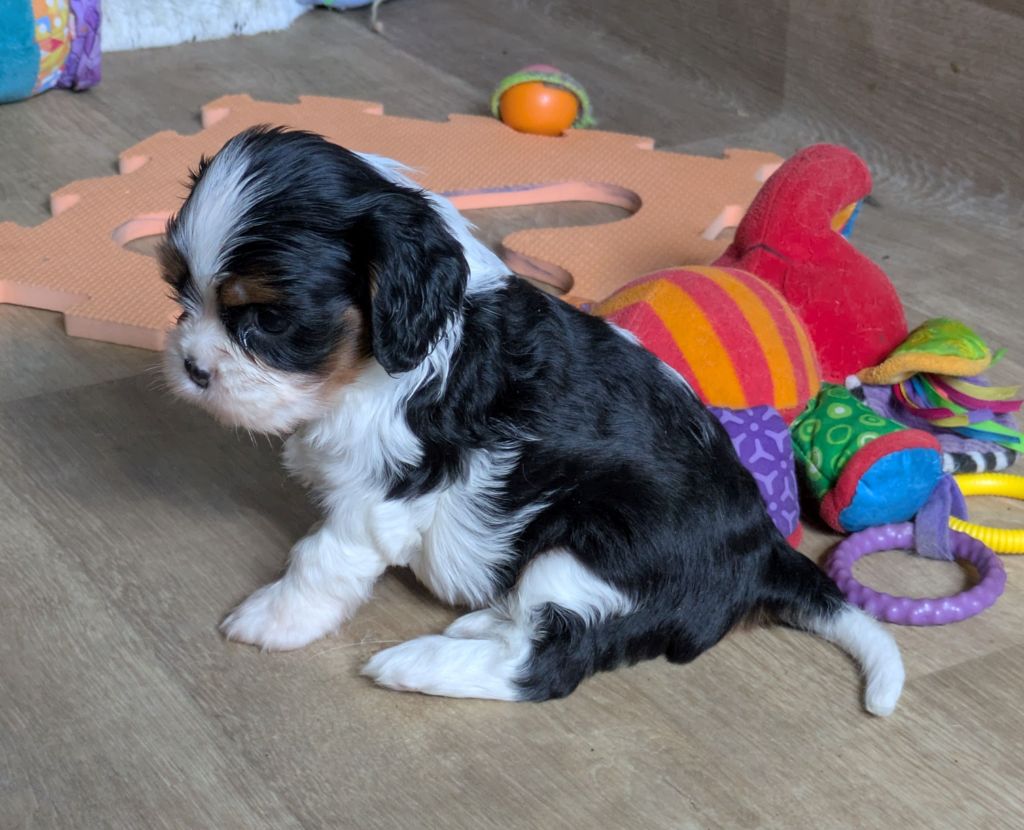 du clan des Boulapat - Chiots disponibles - Cavalier King Charles Spaniel