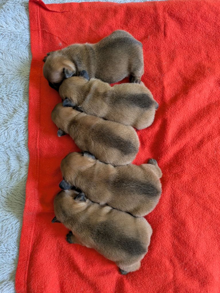 du clan des Boulapat - Chiots disponibles - Bouledogue français