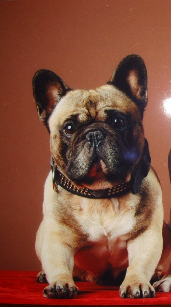 du clan des Boulapat - Bouledogue français - Portée née le 11/03/2011