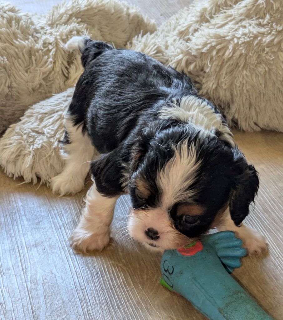 du clan des Boulapat - Chiots disponibles - Cavalier King Charles Spaniel