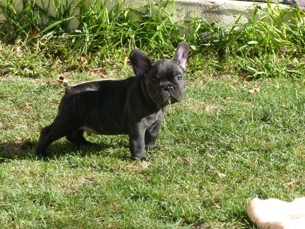 du clan des Boulapat - Bouledogue français - Portée née le 03/08/2021