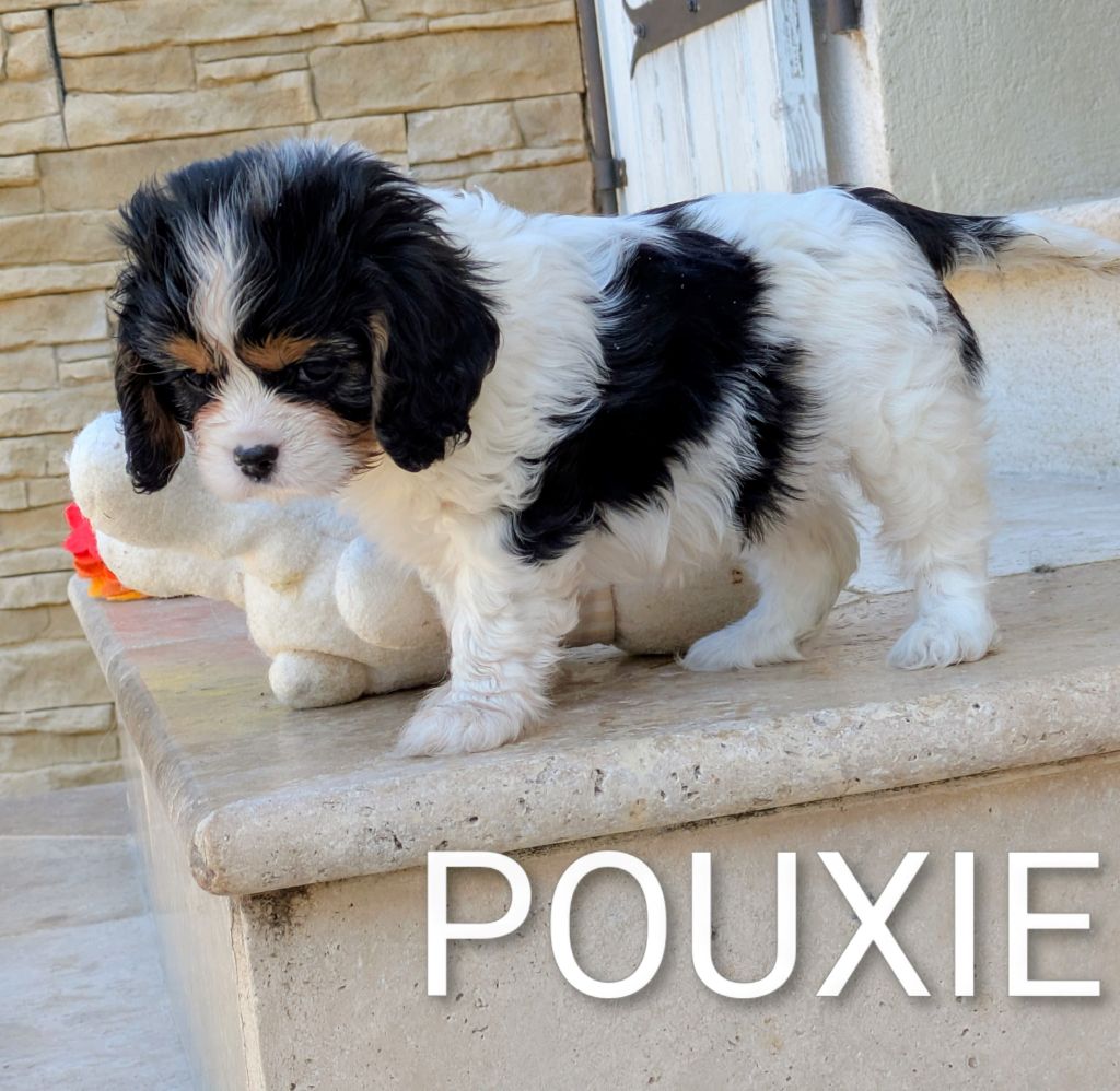 du clan des Boulapat - Chiots disponibles - Cavalier King Charles Spaniel